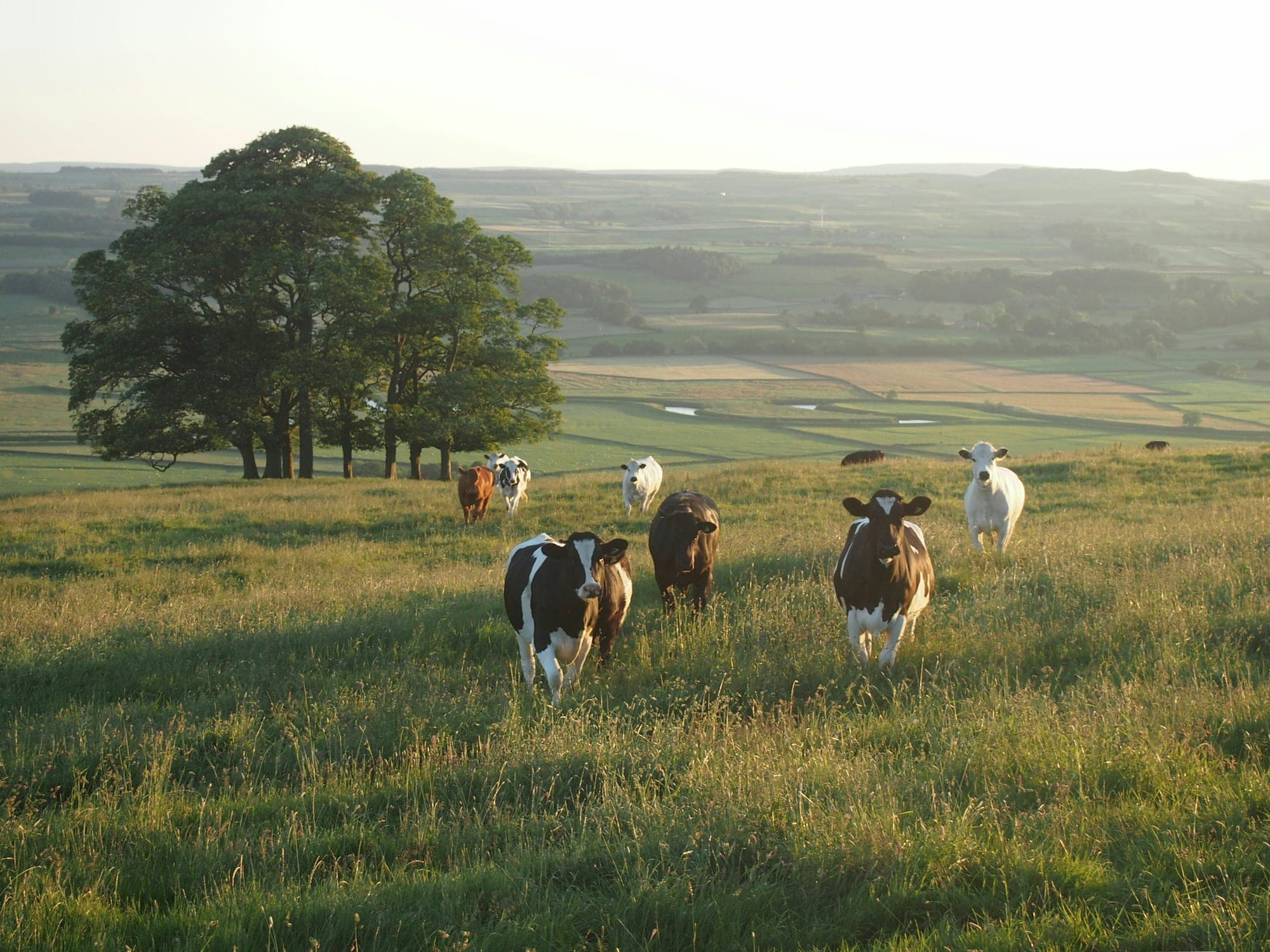 Cattle grazing in open pasture at golden hour